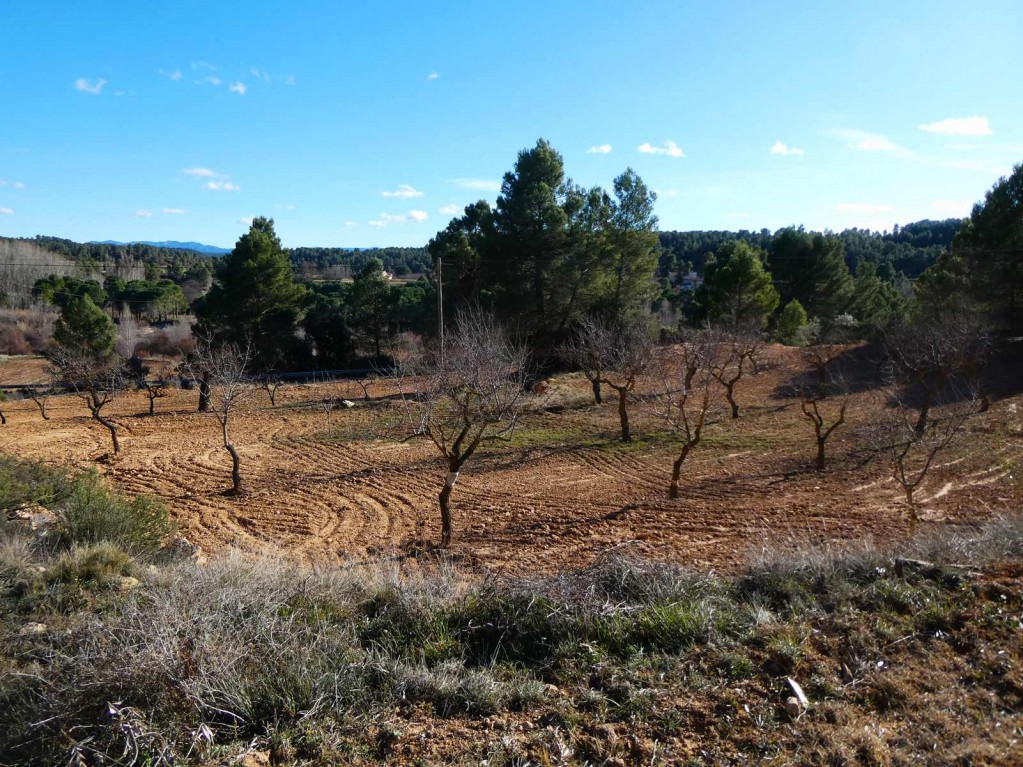 Imagen 2 de Suelo rústico en Venta en Mazaleon Teruel