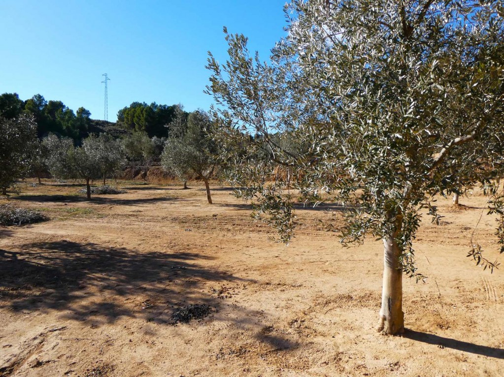 Imagen 3 de Suelo rústico en Venta en Mazaleon Teruel