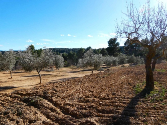 Imagen 4 de Suelo rústico en Venta en Mazaleon Teruel