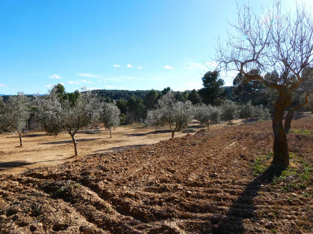 Imagen 4 de Suelo rústico en Venta en Mazaleon Teruel