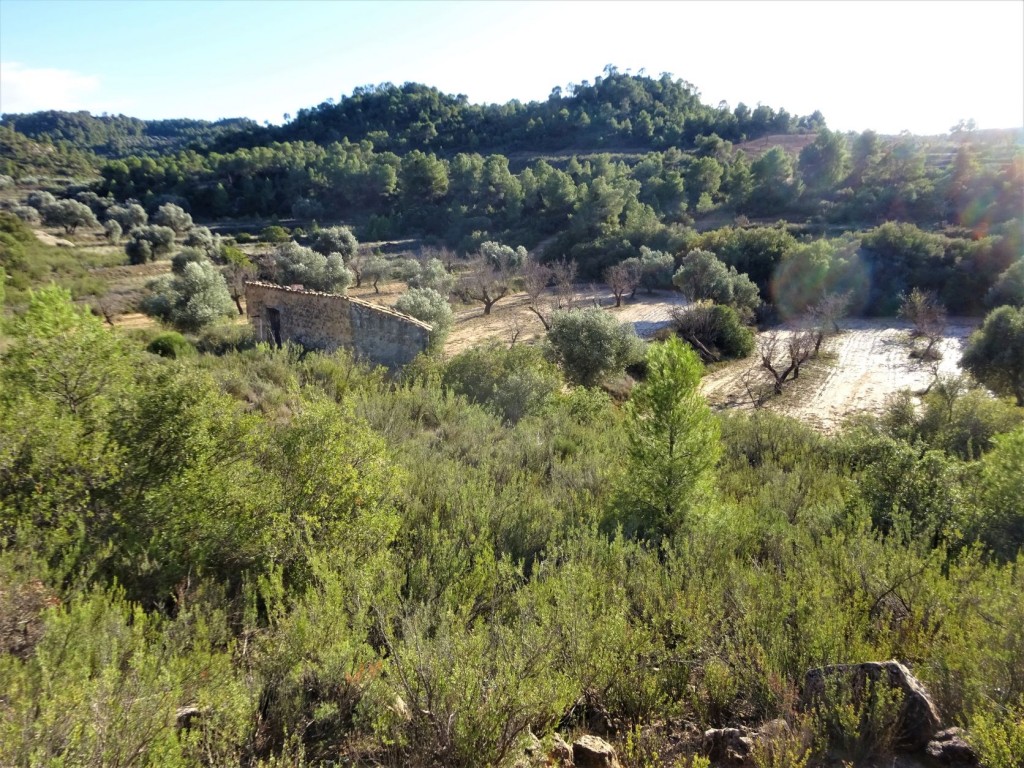 Imagen 1 de Suelo rústico en Venta en Maella Zaragoza
