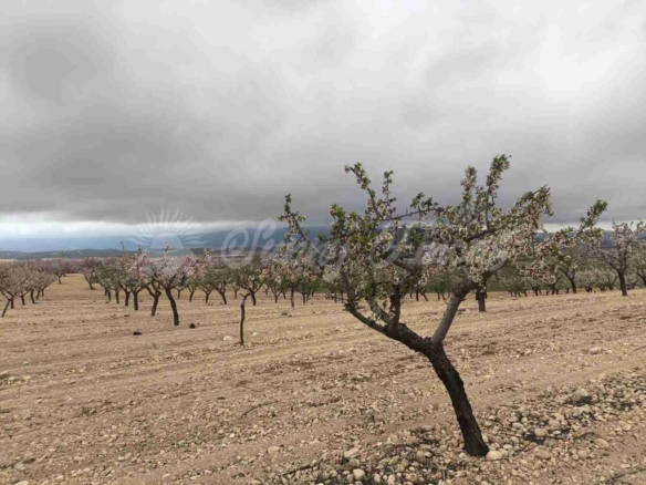 Imagen 4 de Suelo rústico en Venta en Yecla Murcia