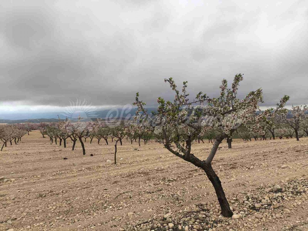 Imagen 4 de Suelo rústico en Venta en Yecla Murcia