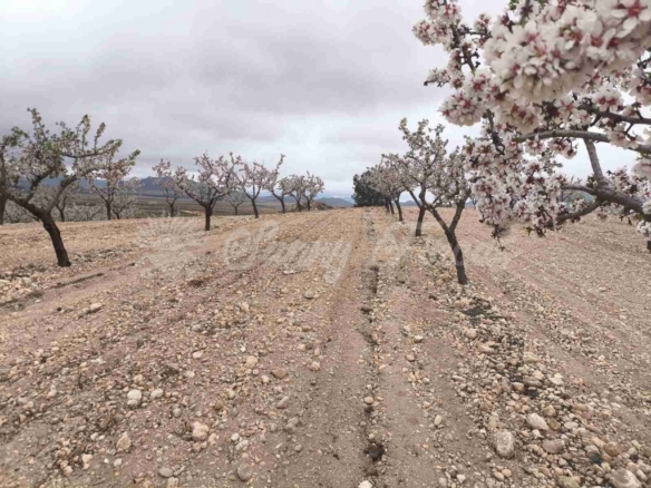 Imagen 1 de Suelo rústico en Venta en Yecla Murcia