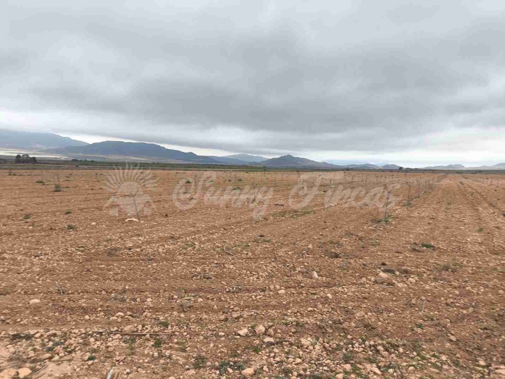 Imagen 2 de Suelo urbanizable en Venta en Yecla Murcia