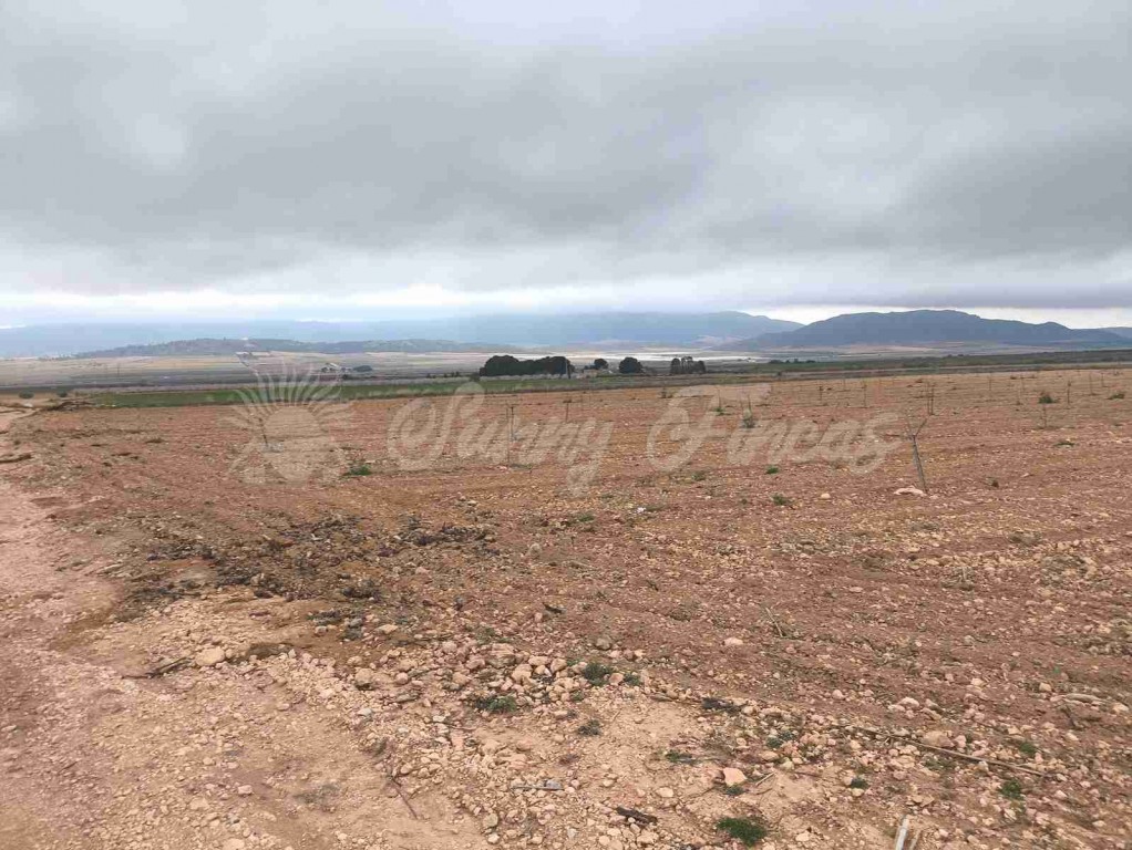 Imagen 3 de Suelo urbanizable en Venta en Yecla Murcia