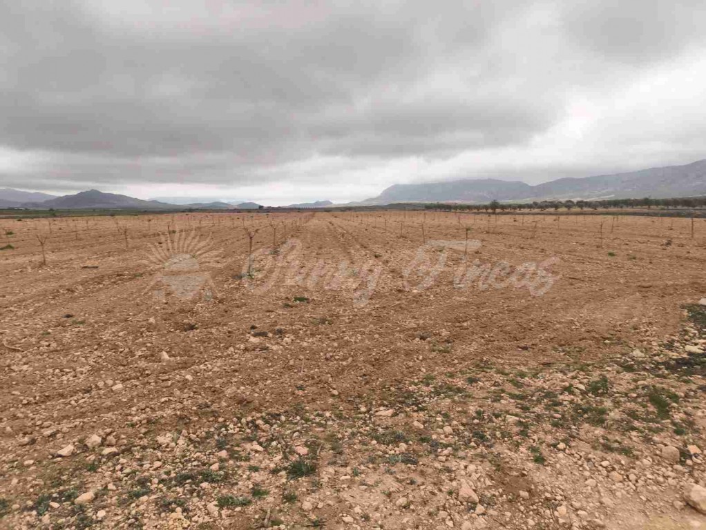 Imagen 1 de Suelo urbanizable en Venta en Yecla Murcia