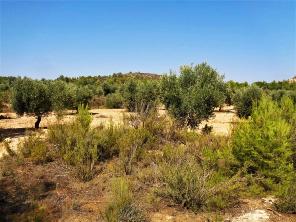 Imagen 2 de Suelo rústico en Venta en Batea Tarragona