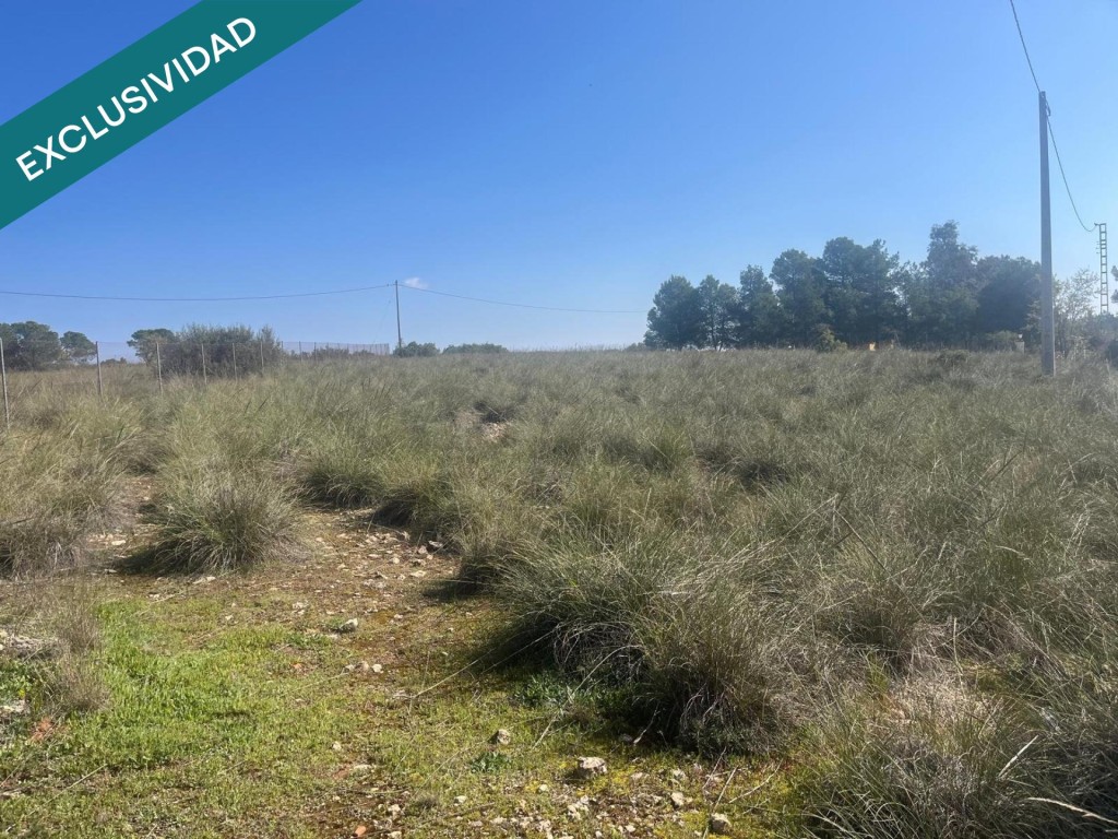 Imagen 2 de Finca rústica de 7.300 m² situada a tan solo 7 minutos de Almansa