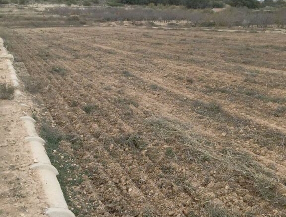 Imagen 3 de Suelo rústico en Venta en Elche Alicante Ref: 58037