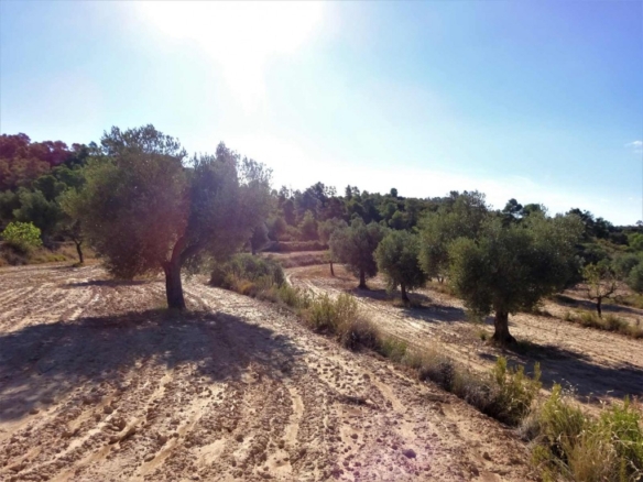 Imagen 2 de Suelo rústico en Venta en Caspe Zaragoza