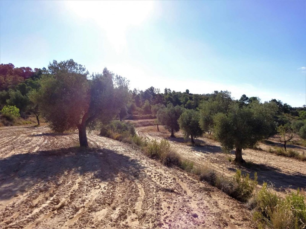 Imagen 2 de Suelo rústico en Venta en Caspe Zaragoza