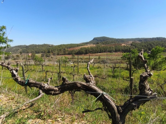 Imagen 3 de Un Viñedo Boutique en el Priorat – Cree su propio vino de autor