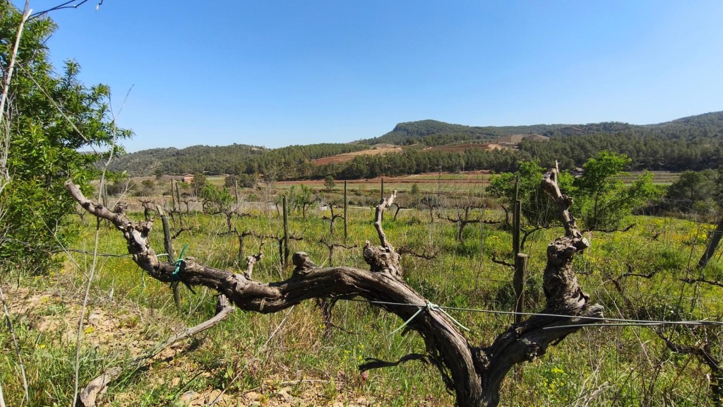 Imagen 3 de Un Viñedo Boutique en el Priorat – Cree su propio vino de autor
