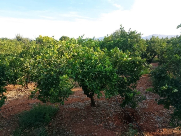 Imagen 4 de Apartamento en Venta en Palma De Gandia Valencia