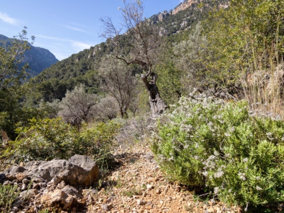 Imagen 1 de Finca rústica exclusiva en el corazón de la Tramuntana – Sóller
