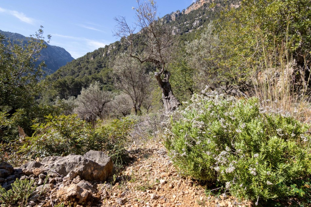 Imagen 1 de Finca rústica exclusiva en el corazón de la Tramuntana – Sóller