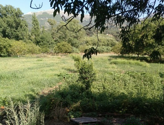 Imagen 2 de Casa de campo-Masía en Venta en Cortes De La Frontera Málaga