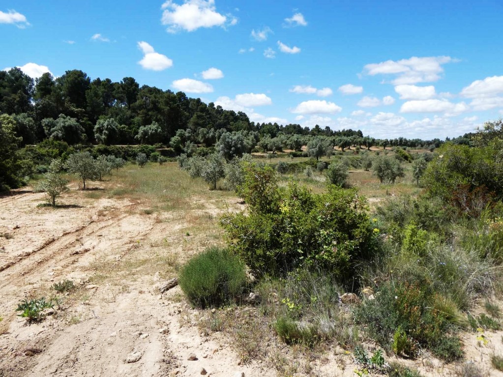 Imagen 2 de Suelo rústico en Venta en Calaceite Teruel