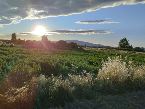 Imagen 2 de Excelente terreno de 2138 m2 Para lograr el cultivo de tu sueños . Ubicado en Partido de la Ribera polígono 17 Parcela 401