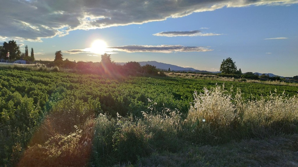 Imagen 2 de Excelente terreno de 2138 m2 Para lograr el cultivo de tu sueños . Ubicado en Partido de la Ribera polígono 17 Parcela 401