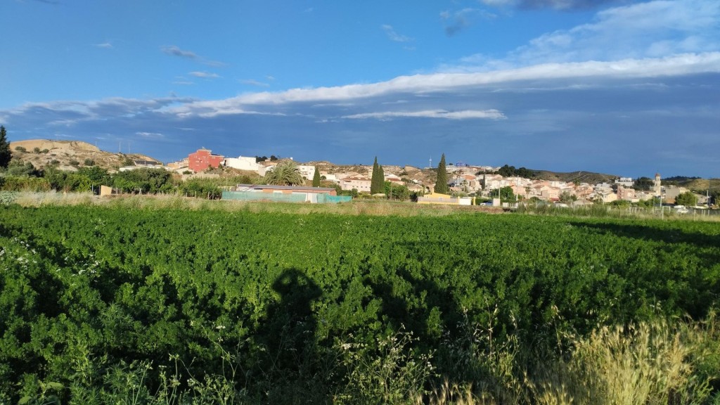 Imagen 3 de Excelente terreno de 2138 m2 Para lograr el cultivo de tu sueños . Ubicado en Partido de la Ribera polígono 17 Parcela 401