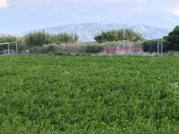 Imagen 4 de Excelente terreno de 2138 m2 Para lograr el cultivo de tu sueños . Ubicado en Partido de la Ribera polígono 17 Parcela 401