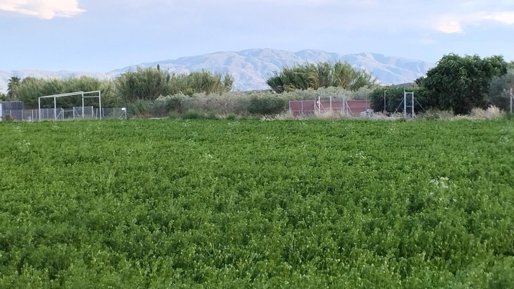 Imagen 4 de Excelente terreno de 2138 m2 Para lograr el cultivo de tu sueños . Ubicado en Partido de la Ribera polígono 17 Parcela 401