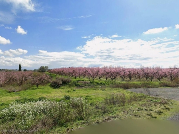 Imagen 3 de Finca en ubicación Privilegiada