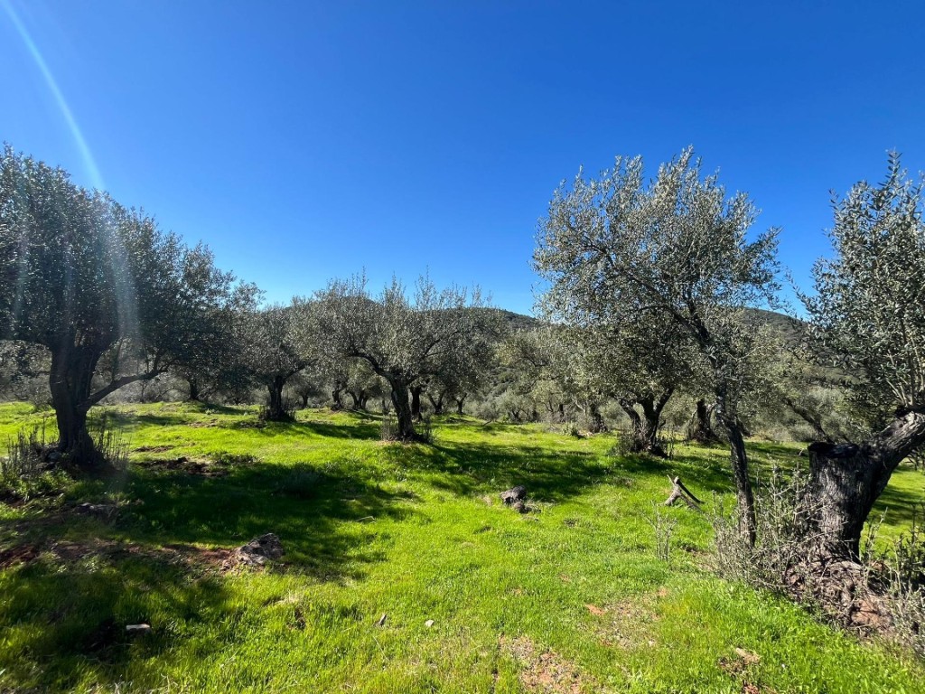 Imagen 1 de Espectacular Finca con olivos ecológicos en Zufre!!!