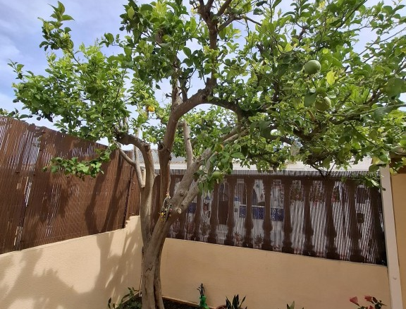 Imagen 4 de Casa-Chalet en Venta en Torrevieja Alicante