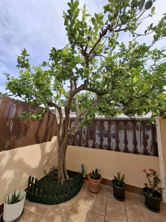 Imagen 4 de Casa-Chalet en Venta en Torrevieja Alicante