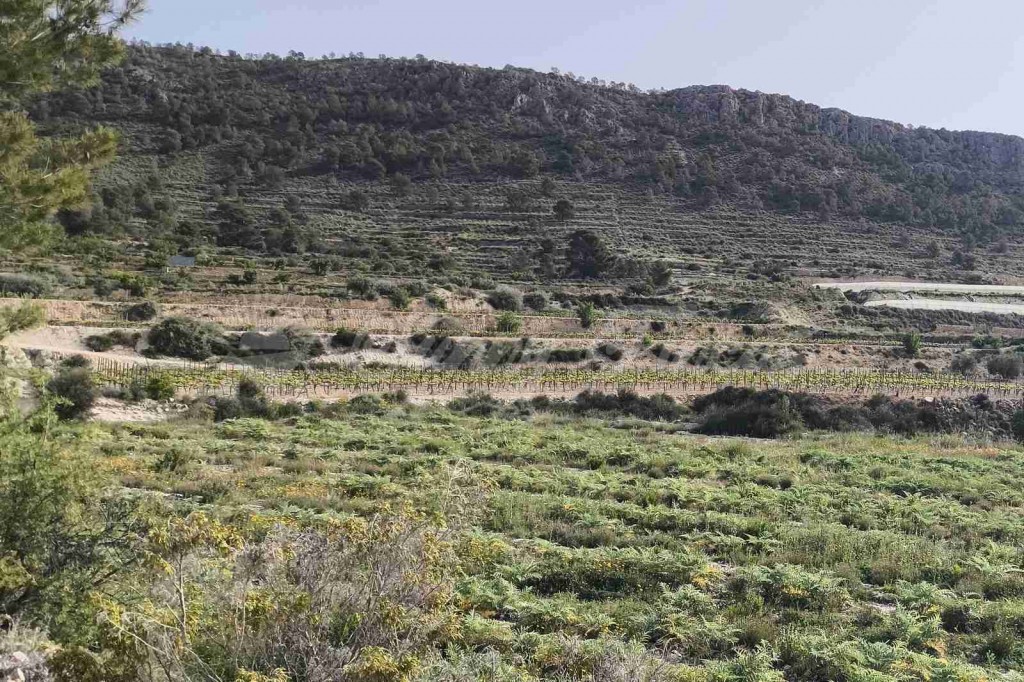 La Alicante