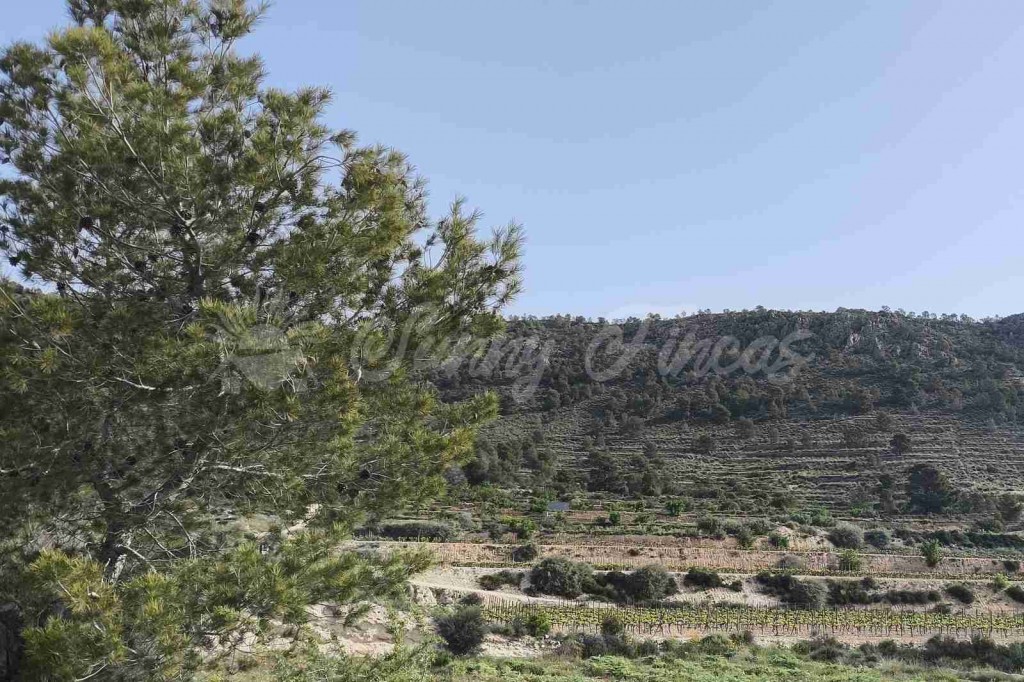 La Alicante