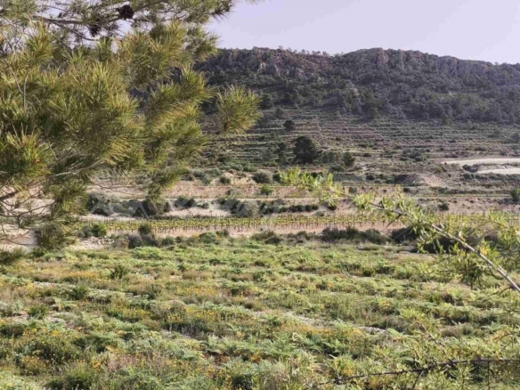 Imagen 1 de Parcela en Venta en Romana