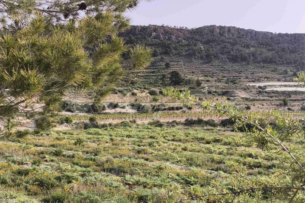 Imagen 1 de Parcela en Venta en Romana