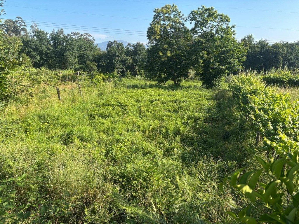 Imagen 4 de SE VENDE CASA AREFORMAR EN MEDER - SALVATERRA DE MIÑO - PONTEVEDRA