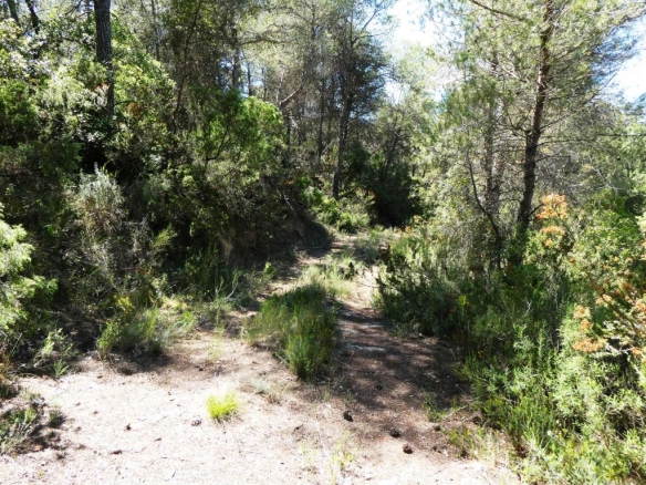 Imagen 2 de Suelo rústico en Venta en Arens De Lledo Teruel