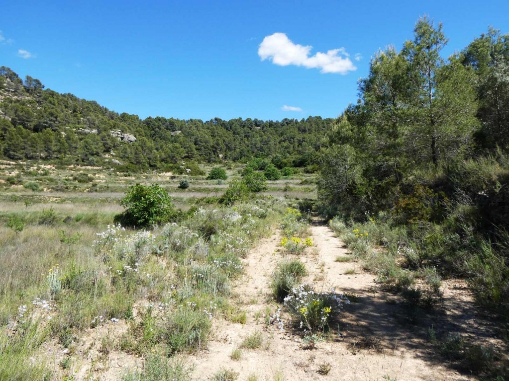 Imagen 3 de Suelo rústico en Venta en Arens De Lledo Teruel