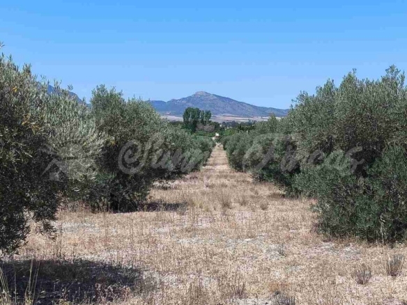 Imagen 3 de Suelo urbanizable en Venta en Yecla Murcia