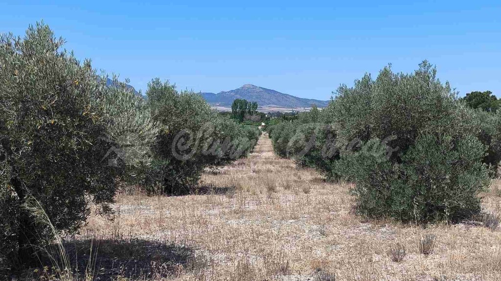 Imagen 3 de Suelo urbanizable en Venta en Yecla Murcia