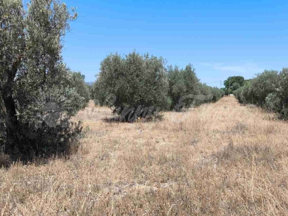 Imagen 4 de Suelo urbanizable en Venta en Yecla Murcia