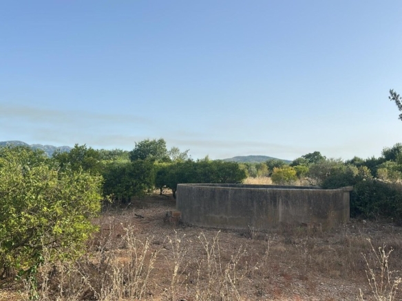Imagen 2 de Finca de regadío plantada de cítrico en Santa Bárbara