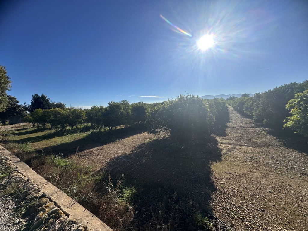 Imagen 3 de Finca de regadío plantada de cítrico en Santa Bárbara