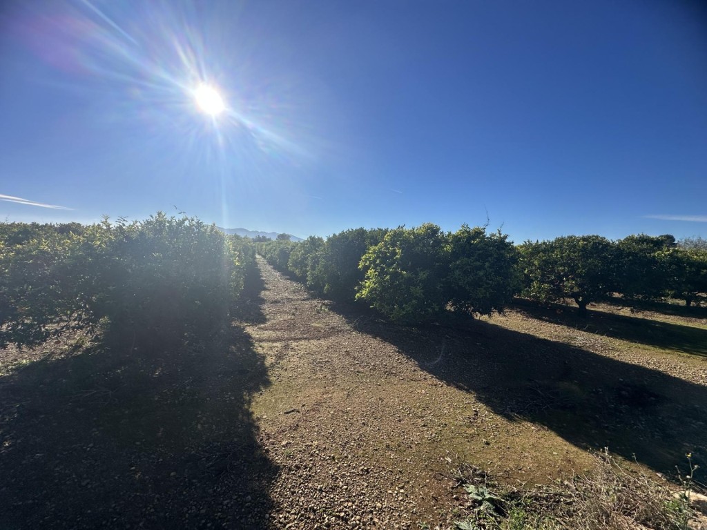 Imagen 4 de Finca de regadío plantada de cítrico en Santa Bárbara