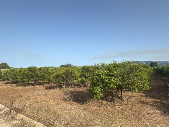 Imagen 1 de Finca de regadío plantada de cítrico en Santa Bárbara