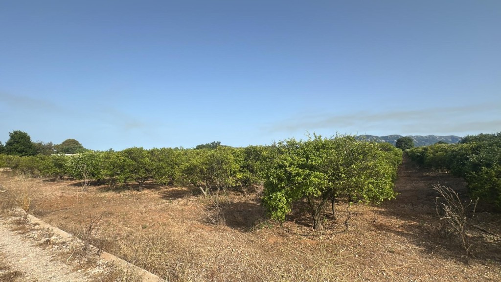 Imagen 1 de Finca de regadío plantada de cítrico en Santa Bárbara