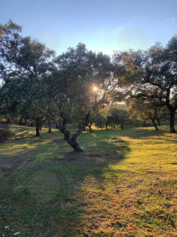 Imagen 3 de Casa-Chalet en Venta en Santa Olalla Del Cala Huelva
