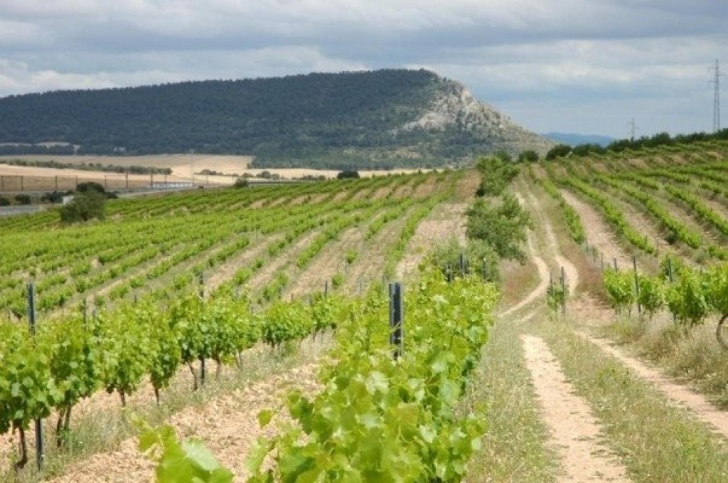 Imagen 2 de FINCA ECOLOGICA PREMIUM CON BODEGA