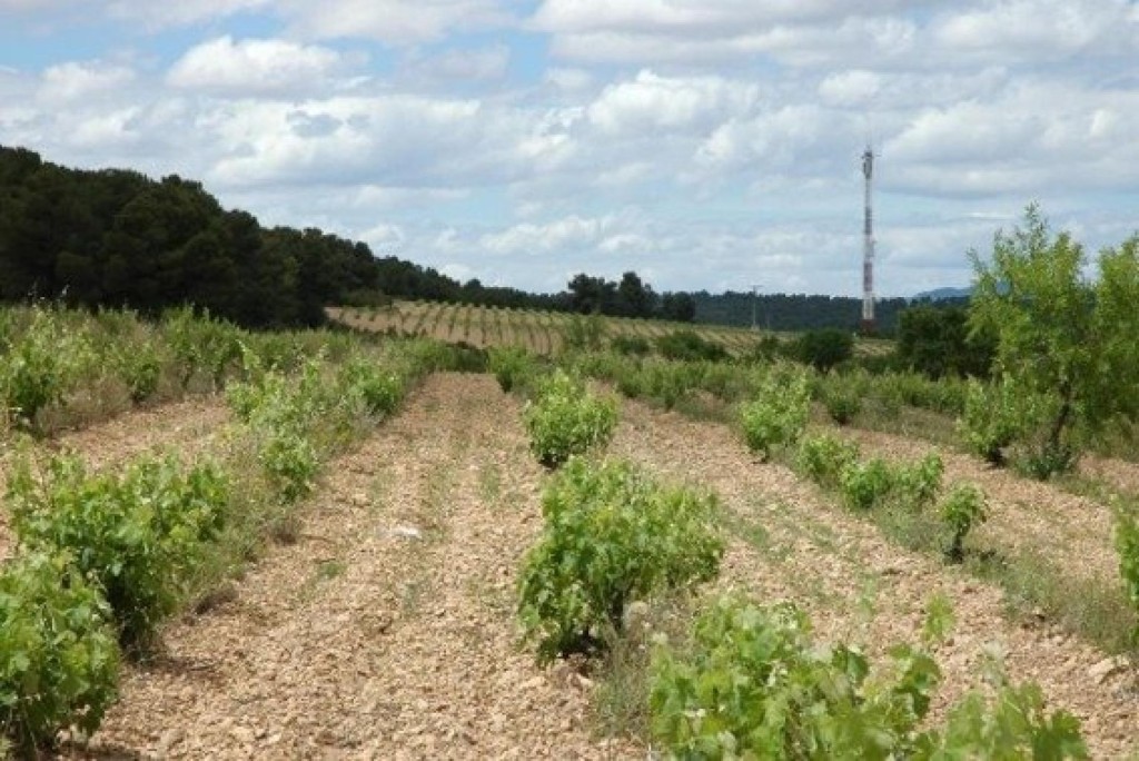 Imagen 3 de FINCA ECOLOGICA PREMIUM CON BODEGA